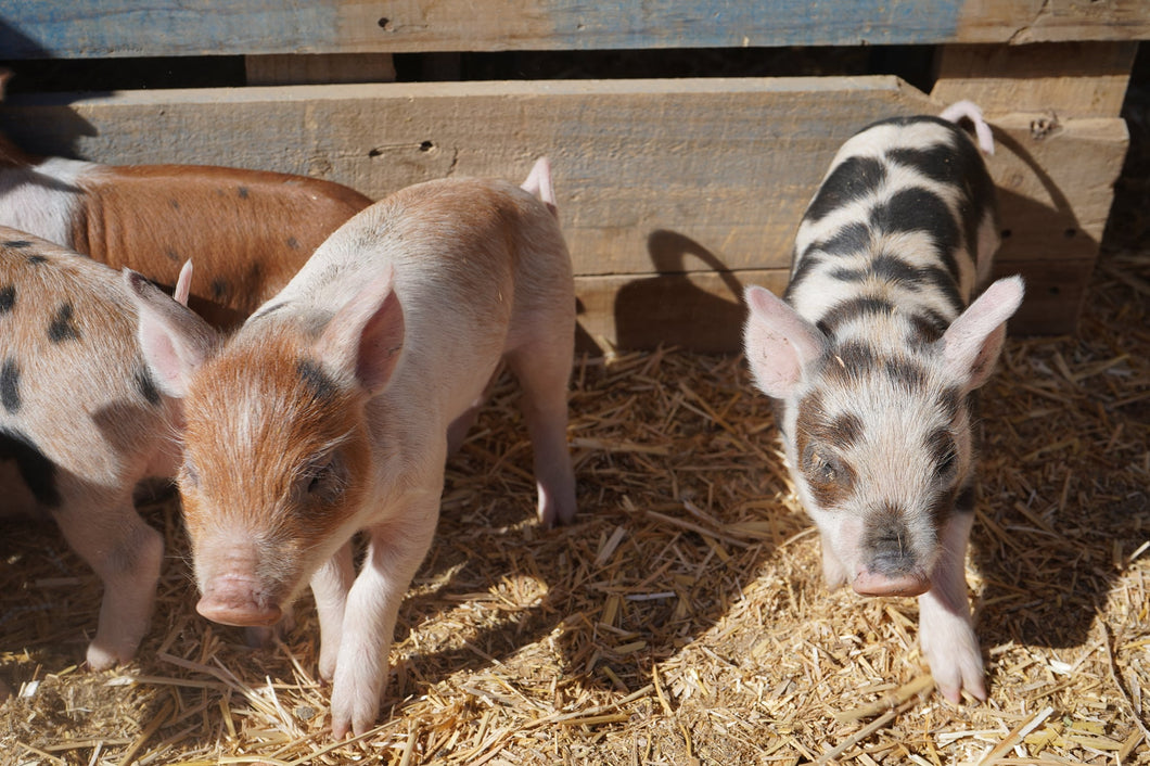 Christmas Piglets