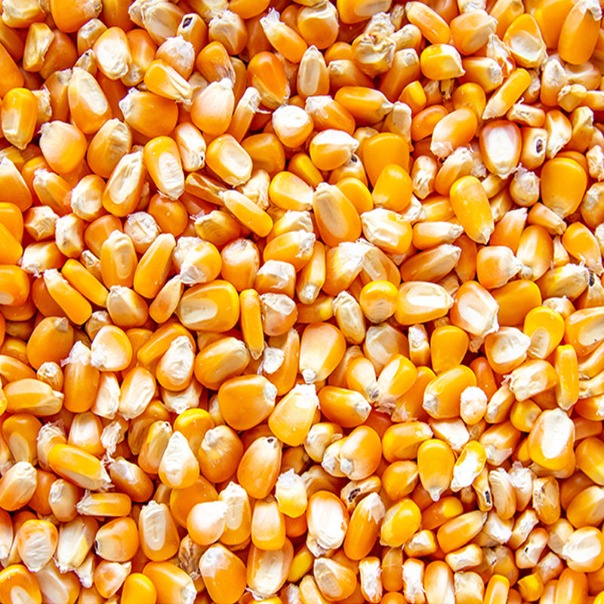 Whole Corn - 50lbs